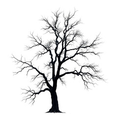 Fototapeta premium Single Tree isolated on white background