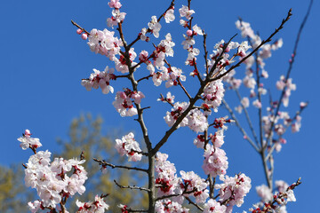 アンズ「餅杏」
