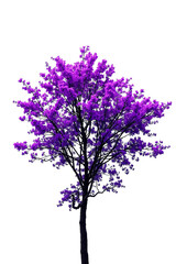 Obraz premium Single Tree isolated on white background