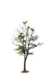 Single Tree isolated on white background