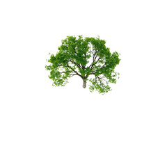 Obraz premium Single Tree isolated on white background