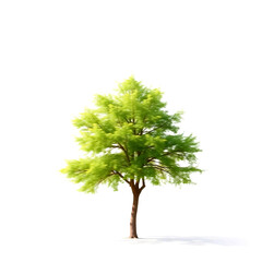 Fototapeta premium Single Tree isolated on white background