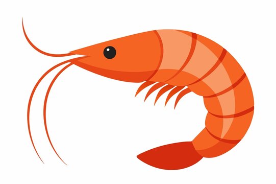 shrimp isolated on white background