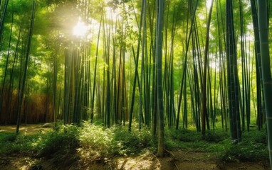 Obraz premium Sunlight Through Bamboo Forest