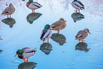 flock of wild ruffled ducks on a frozen lake on a sunny day