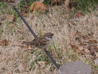 ワイヤーにとまっているスズメ