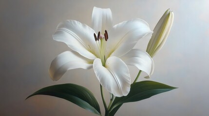 Fototapeta premium A white flower with a green stem