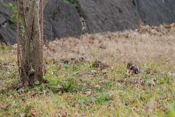 地面に群がっている沢山のスズメ