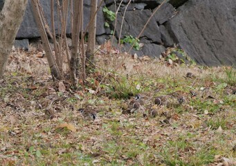 地面に群がっている沢山のスズメ