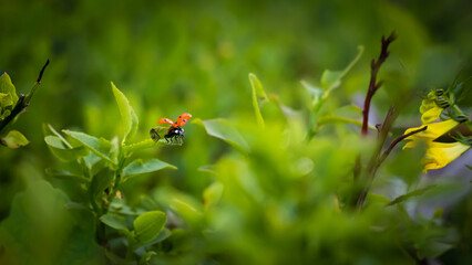 Ladybug prepares to fly in detail shot between flowers