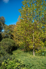 Fototapeta premium A tree in a forest