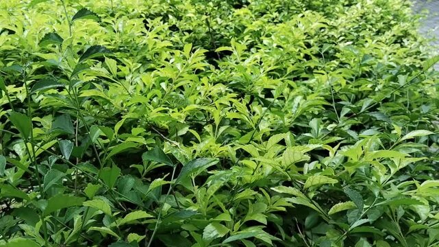 The house fence plants look green and fresh. Acalypha siamensis, a shrub that has a thick, sturdy, and strong canopy. and easy to grow with relatively easy care.