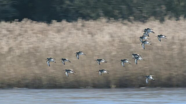 Black-tailed Godwit, Limosa limosa, birds in flight over Marshes at winter time