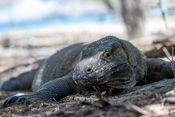 Portrait of a Komodo Dragon (Varanus komodoensis) on Komodo island, Indonesia