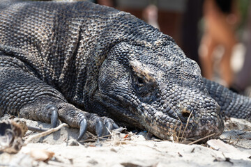 Portrait of a Komodo Dragon (Varanus komodoensis) on Komodo island, Indonesia