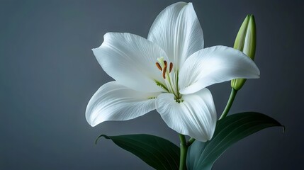 A white flower with a green stem