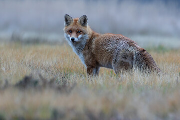 Red fox against the background of an autumn meadow