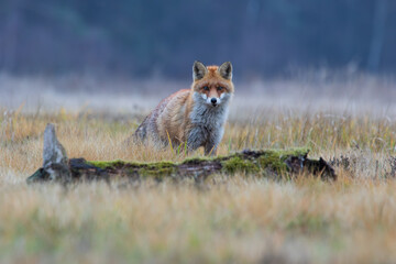 A fox looking alertly on a colorful meadow