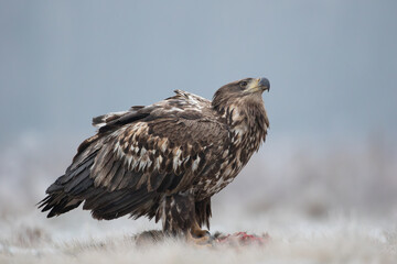White-tailed eagle with its prey in a winter meadow