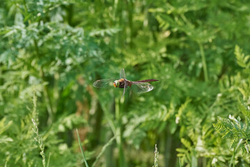 Naklejka premium Aeshna isoceles is a small hawker dragonfly, green-eyed hawker, Norfolk hawker flying on a background of green leaves 