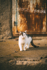 A STRAY CAT RELAXING OUTSIDE IN THE FRESH AIR