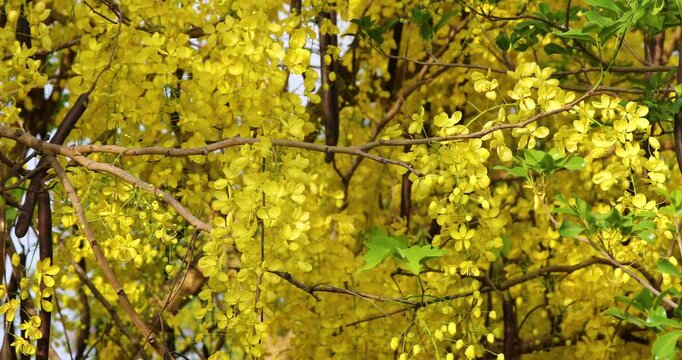 Close-up view of beautiful golden shower tree branches full of blooming yellow flowers