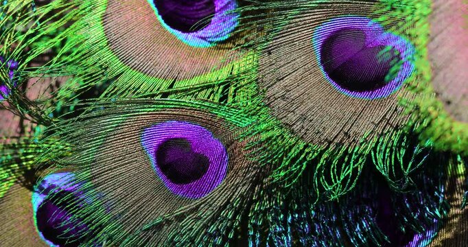 Close-up view of beautiful colourful peacock feathers, natural light reflect on feather