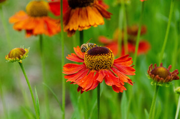 A bee sitting Helenium Moerheim Beauty sneezeweed in flower during the summer months. Wetern Honey Bee Apis mellifera on helenium flower. High quality photo