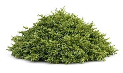 Lush evergreen shrub, isolated, white background, landscaping design