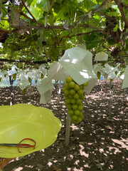 マスカット狩り