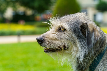 Close-up of a Scruffy Grey Dog in a Park