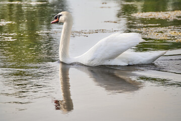 Swan swimming gracefully on a lake