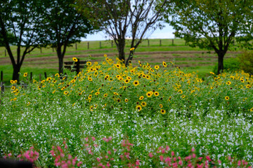 ヒマワリ以外にも白い花、ピンク色の花が咲いている