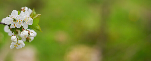 spring background of white flowers. banner