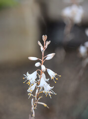 Die Blüten einer tropischen Pflanze.