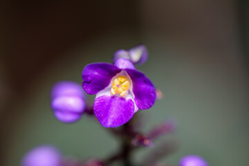 Die Bl&uuml;te einer tropischen Pflanze.