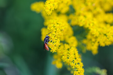 Eine Riesen Blutbiene, Sphecodes albilabris, aub einer gelbblühenden Pflanze.