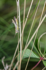 Ein Grashüpfer im Gras versteckt.