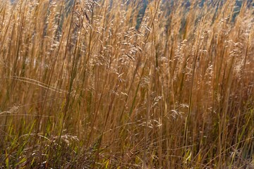 Beautiful landscape with a long dry grass on the sunrise