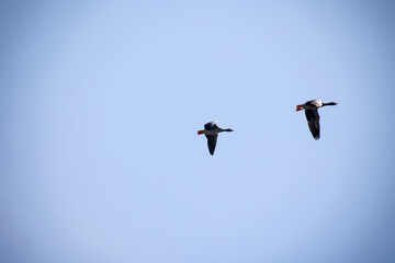 Graugänse in der Luft.