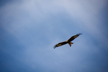 Ein roter Milan mit ausgebreiteten Schwingen kreist am Himmel. 