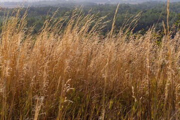 Beautiful landscape with a long dry grass on the sunrise