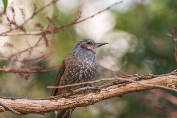 木の枝に止まるヒヨドリ
