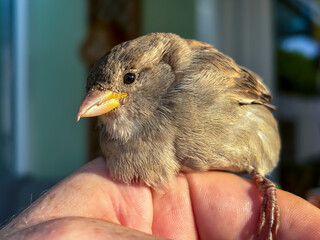 Nahaufnahme eines jungen Spatz, Sperlings.