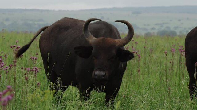 A Cape buffalo roaming the fields, grazing as birds hop on and off its back. Captured in 4K high resolution during a safari game drive, showcasing wildlife symbiosis in the bushveld