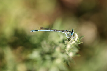 Eine Azurjungfer, Kleinlibelle auf einem Grashalm.