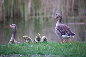 Eine Familie Graugänse an einem Dorfteich.