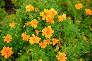 オレンジ色のマリーゴールドの花が密集して咲いている