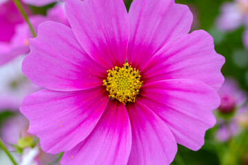 ピンク色のコスモスが大きくクローズアップされている