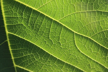 Intricate Veins of Nature: A Macro Perspective on a Leaf
